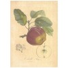 Flax Art Poster | Encyclopedia Apple A | FWP-AP-EN6A